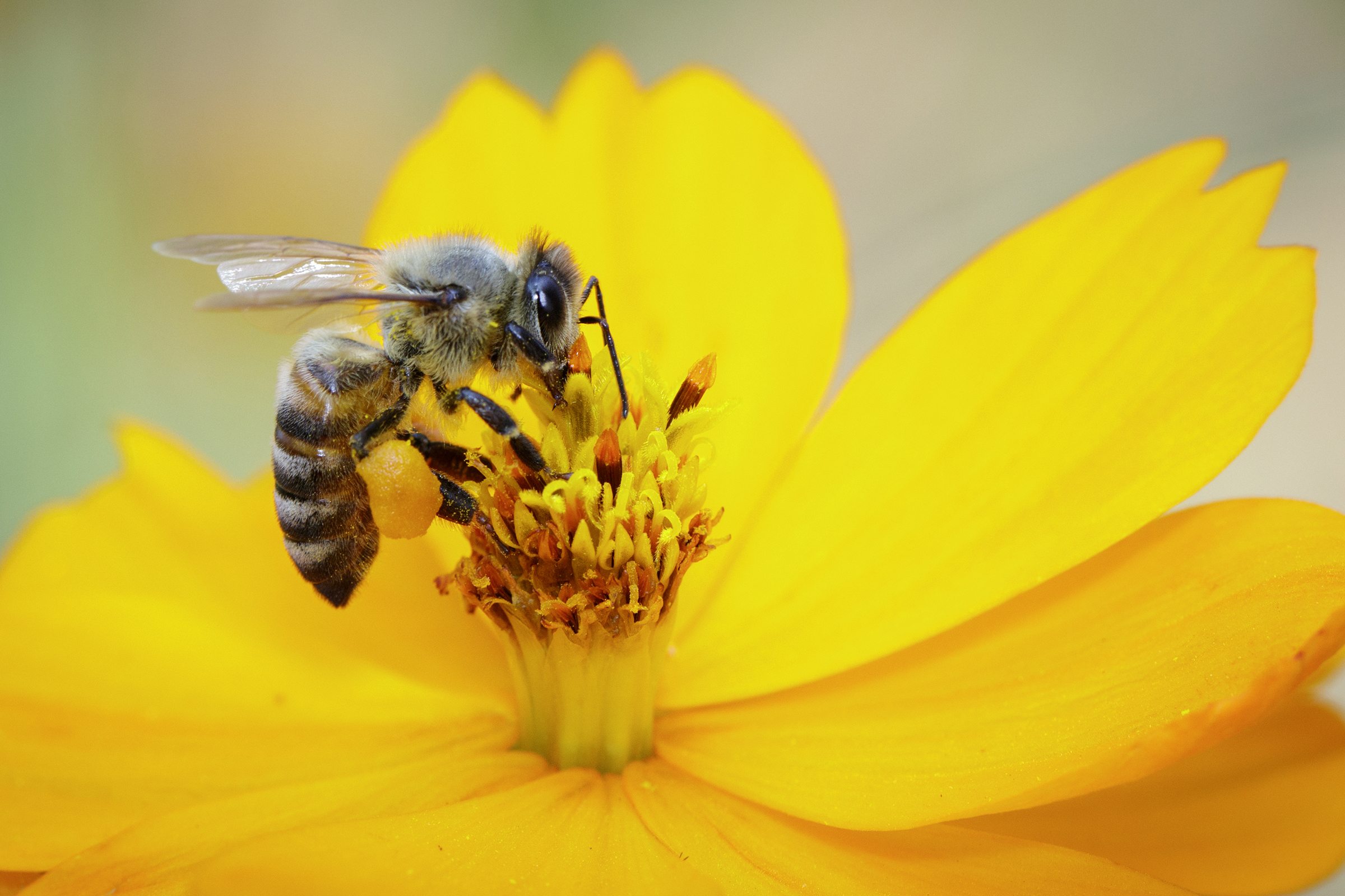 Shotton Honey Bee